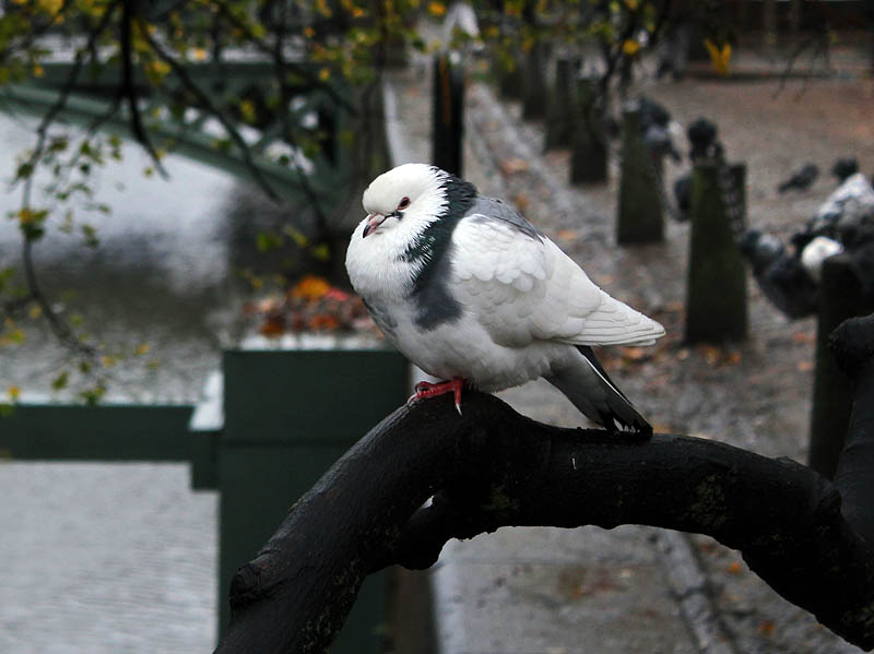 Göteborg