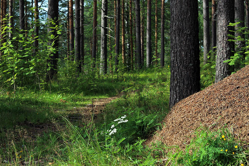Finnträsk