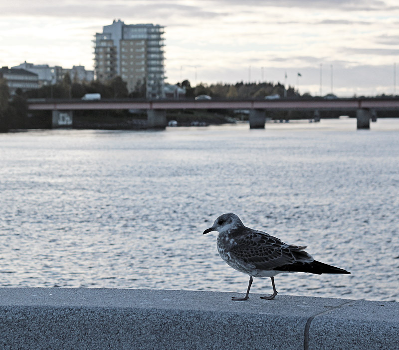 Umeå