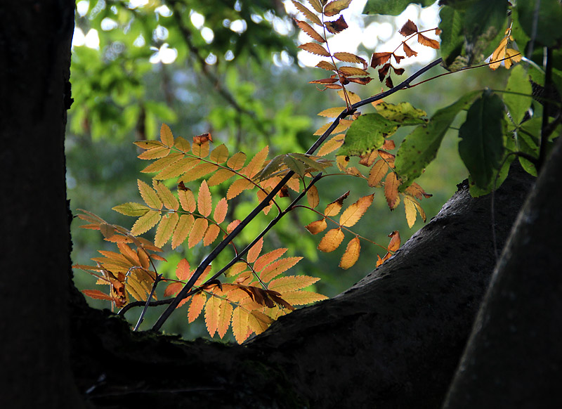 Redbergsparken