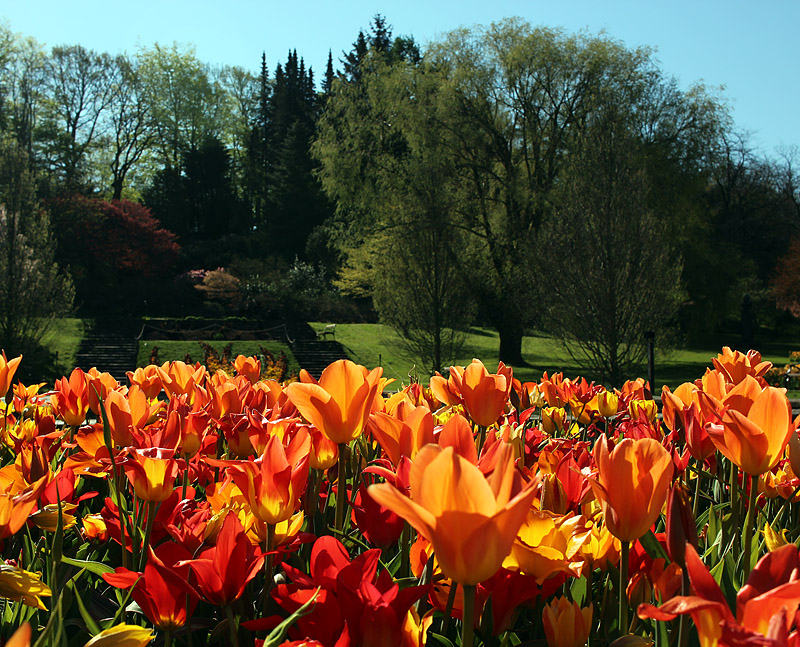 Botaniska trädgården