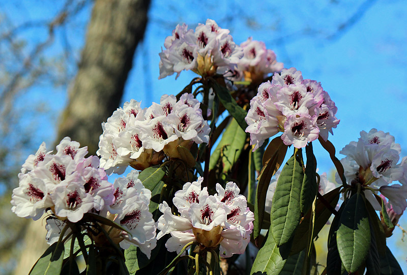 Botaniska trädgården