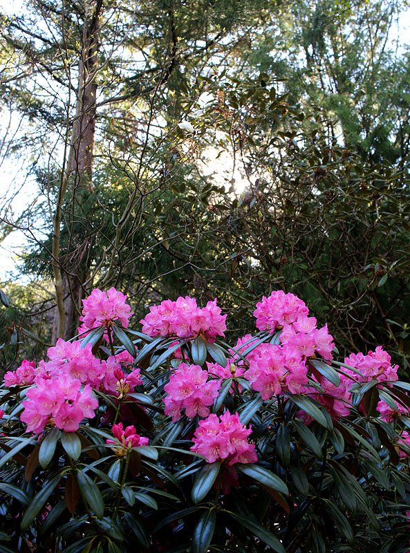 Botaniska trädgården