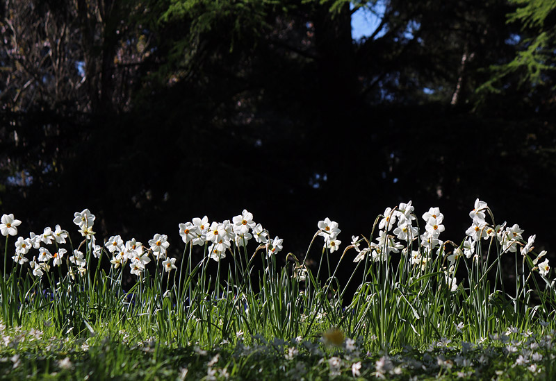 Botaniska trädgården