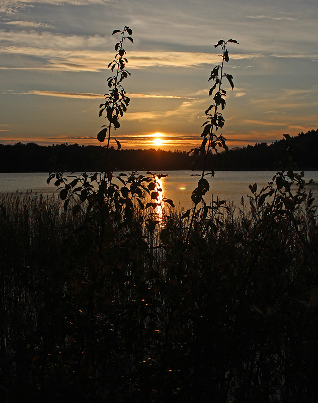 Härlanda tjärn