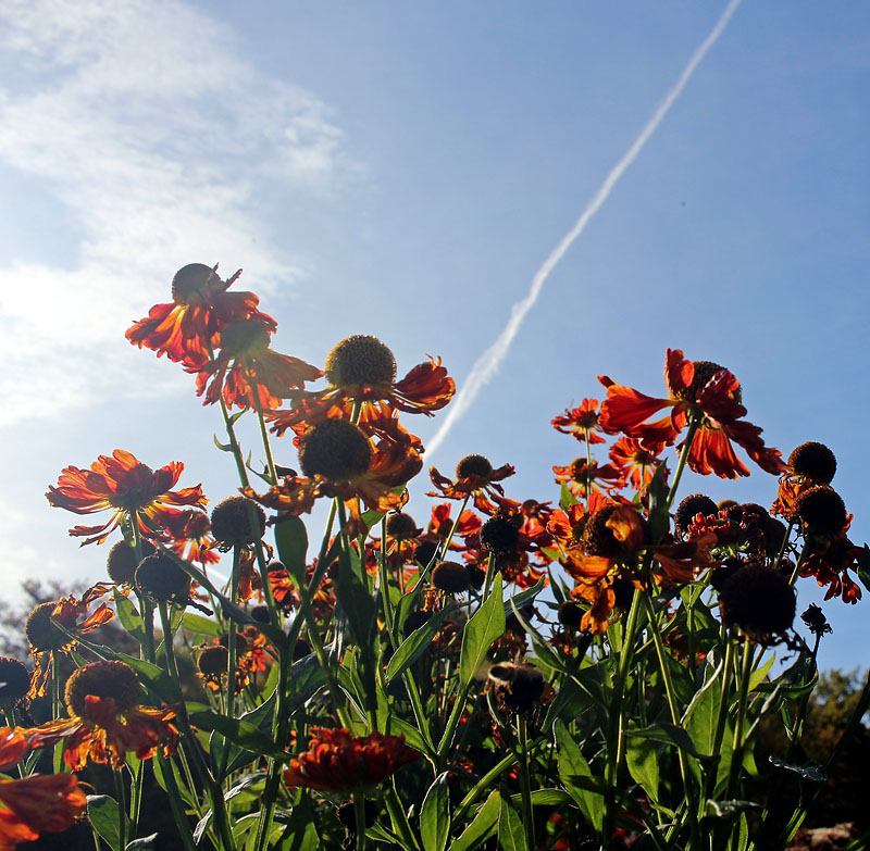 Botaniska Trädgården