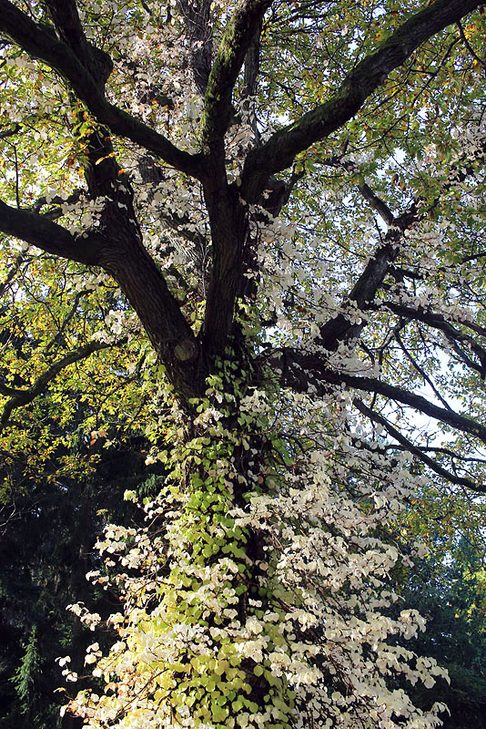 Botaniska Trädgården