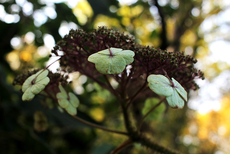 Botaniska Trädgården