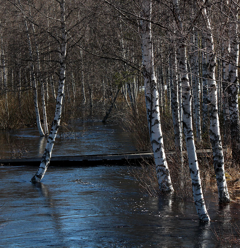 Finnträsk