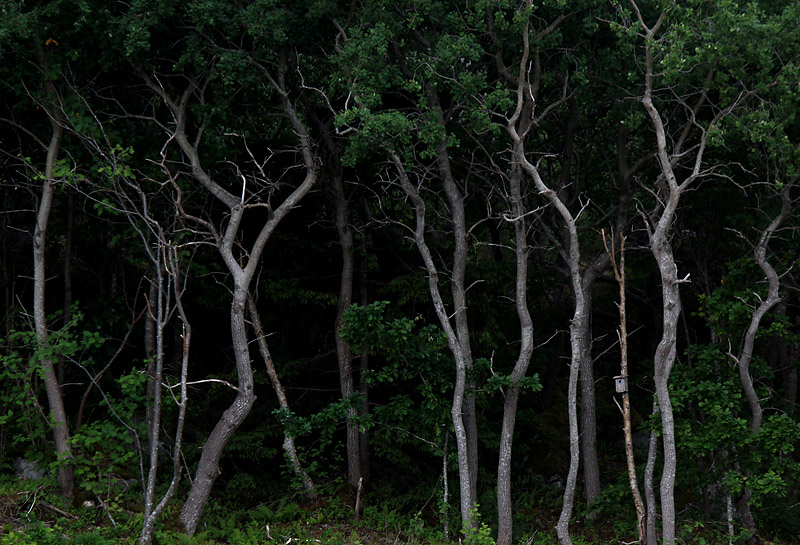Vrångö