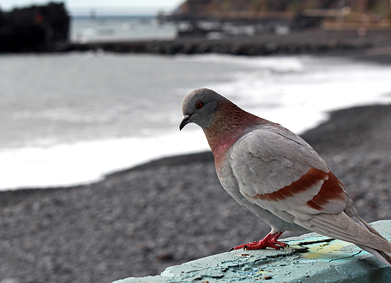 Madeira