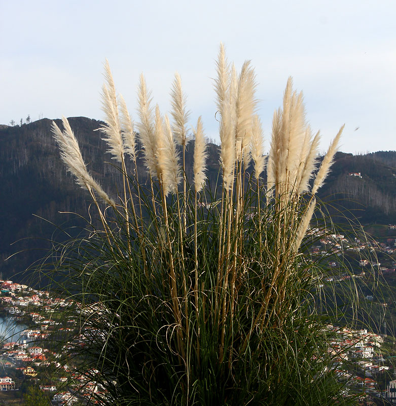 Madeira