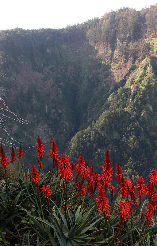Madeira