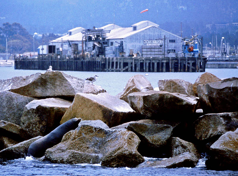 Monterey