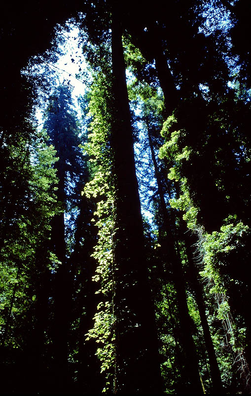 Redwood