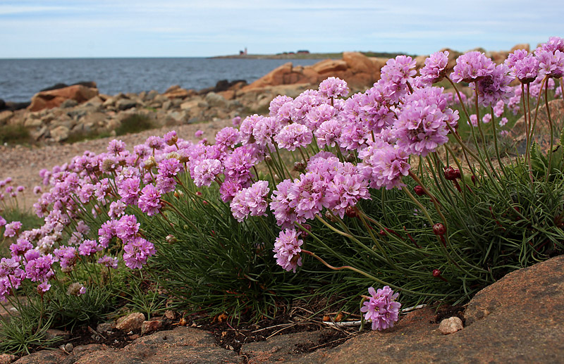 Halmstad