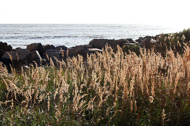 Halmstad