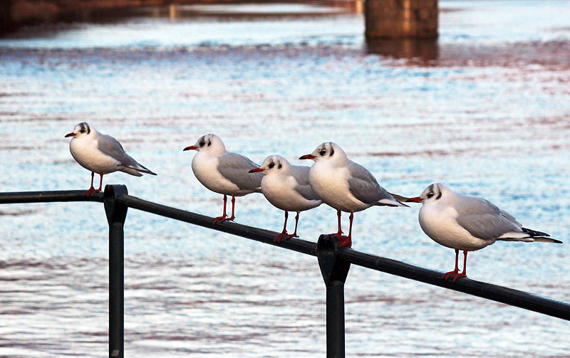 Halmstad