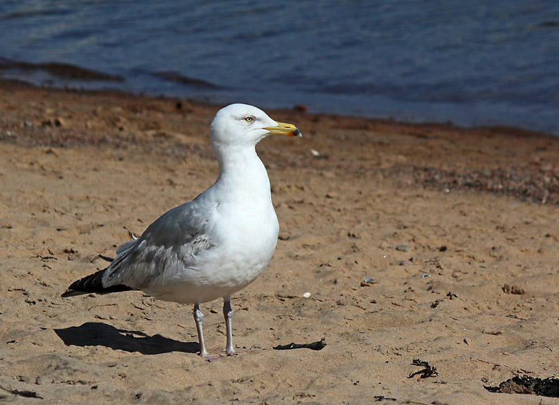 Halmstad
