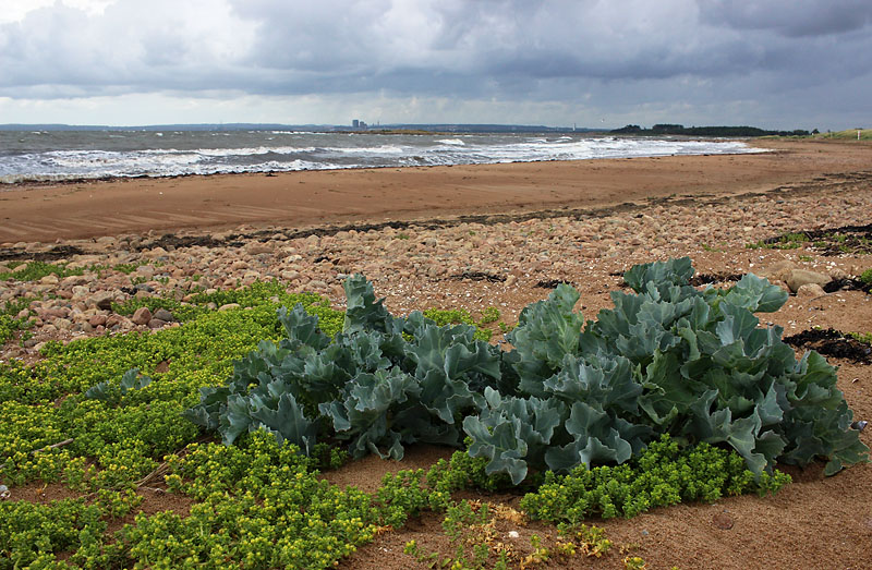 Halmstad