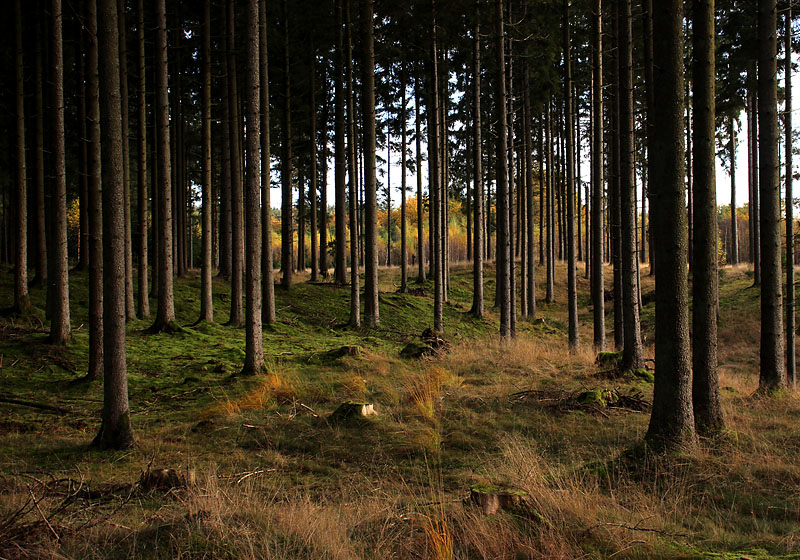 Halmstad