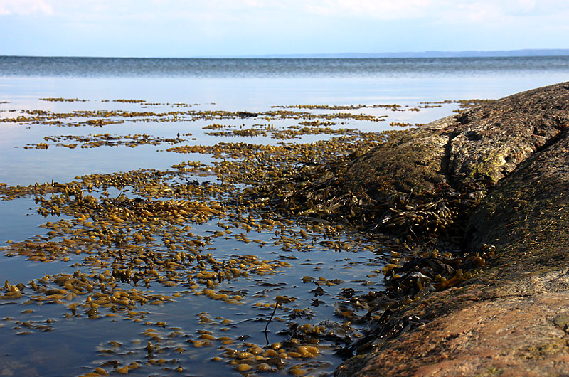 Halmstad