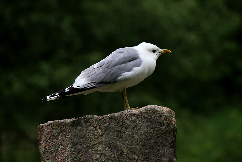 Halmstad