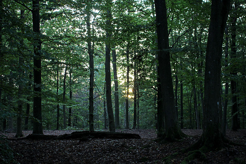 Galgberget