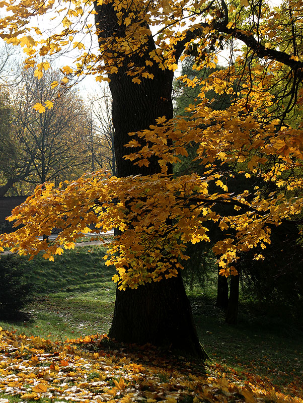 Halmstad