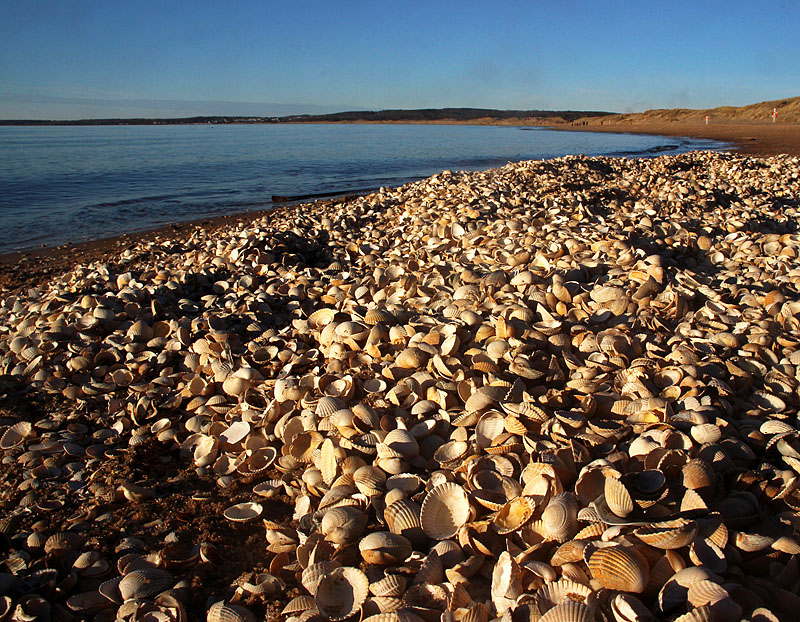 Tylösand