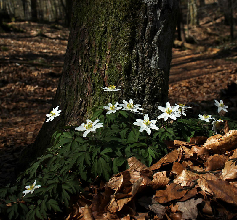 Danska fall