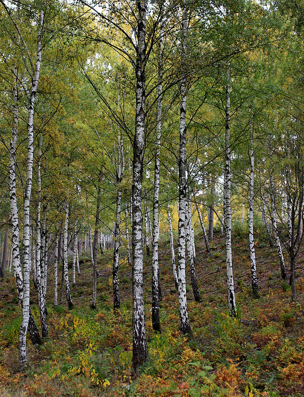 Landalasjön