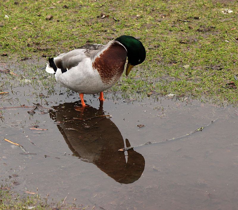 Halmstad