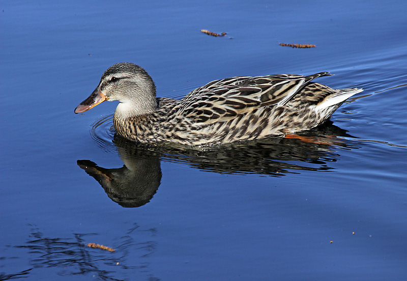 Landalasjön