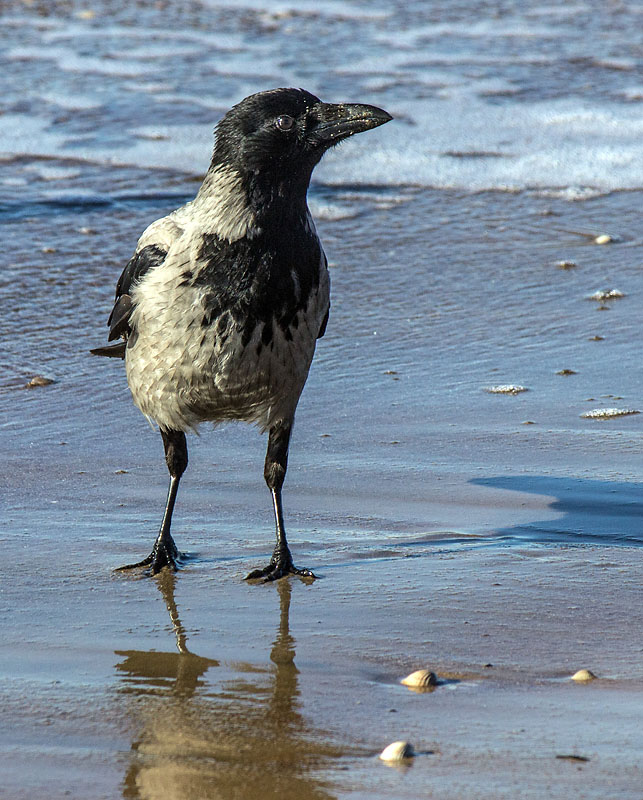 Östra stranden