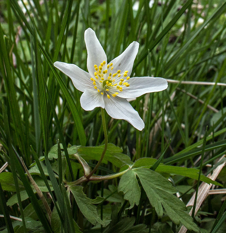 Nyrebäcken