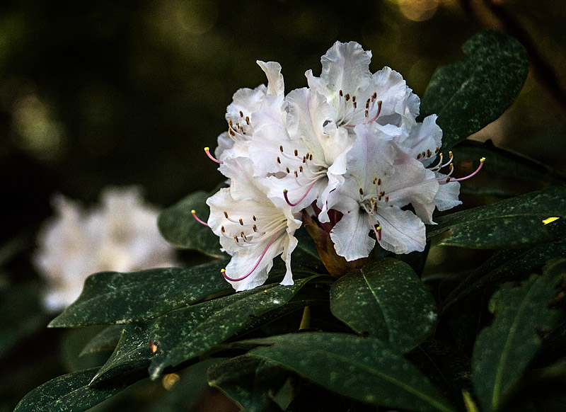 Rhodendronparken
