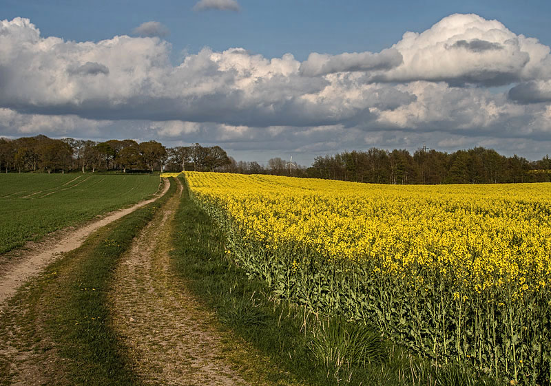 Rapsfält