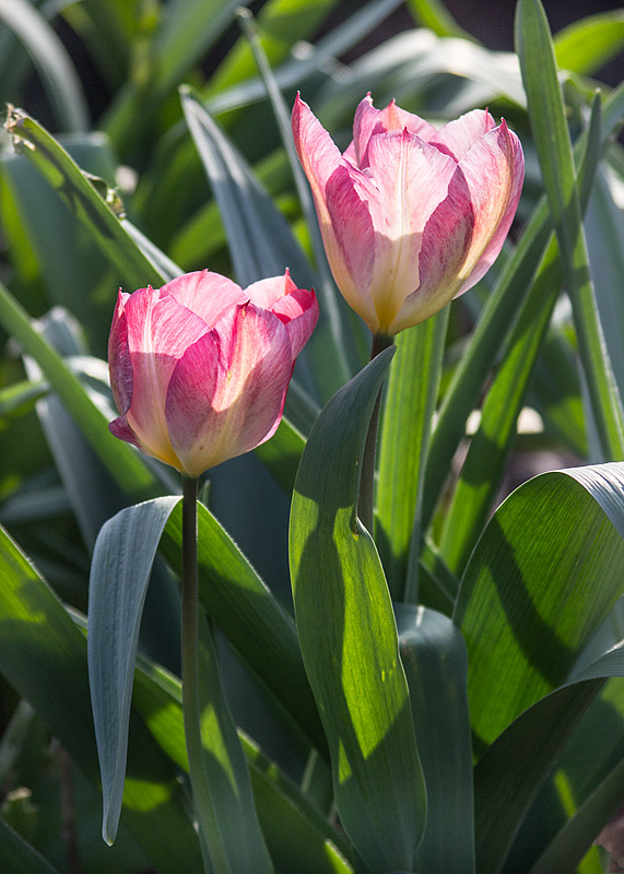 Slottsparken