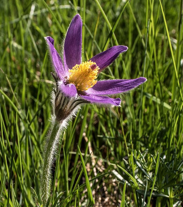 Möllegård