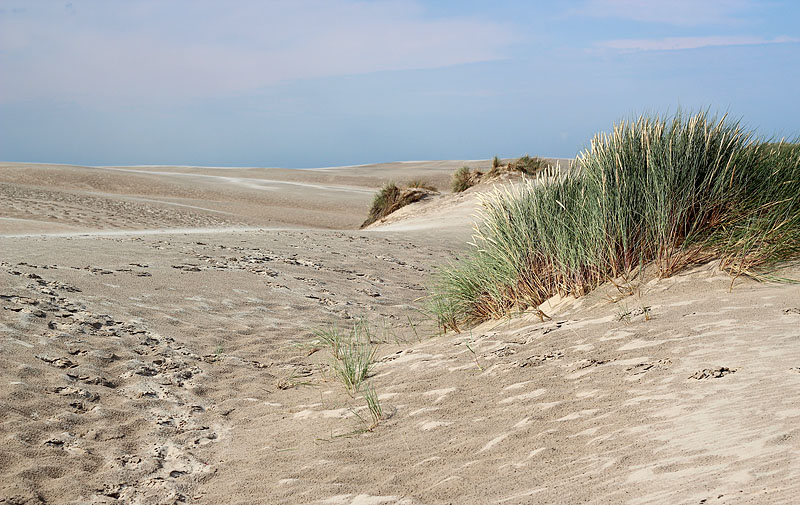 Råbjerg mile