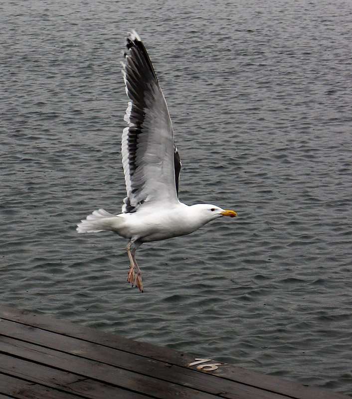 Fiskebäckskil