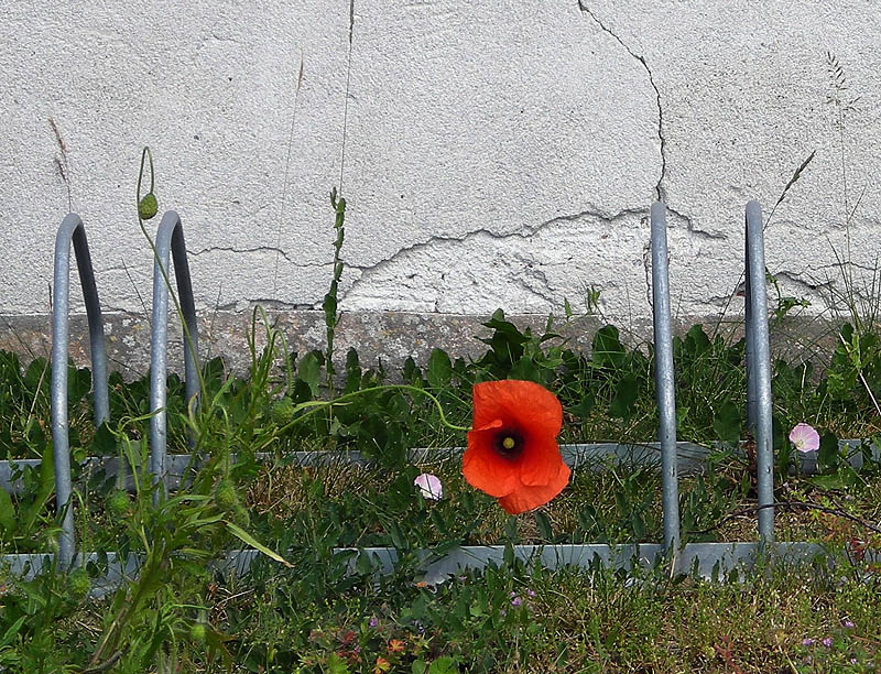 Gotland