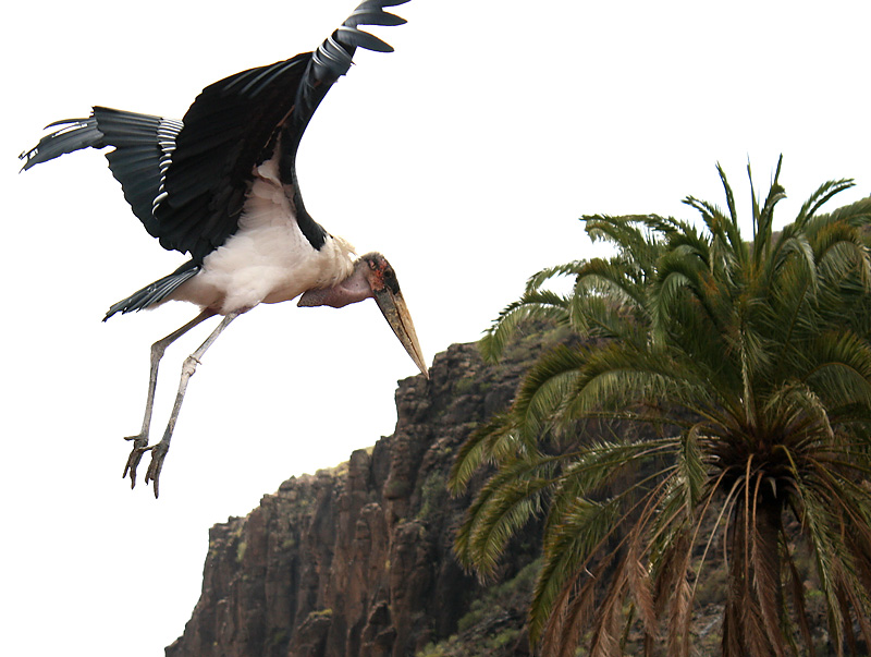 Gran Canaria