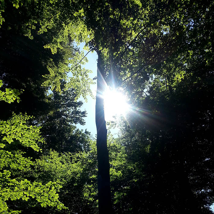 Pålsjö