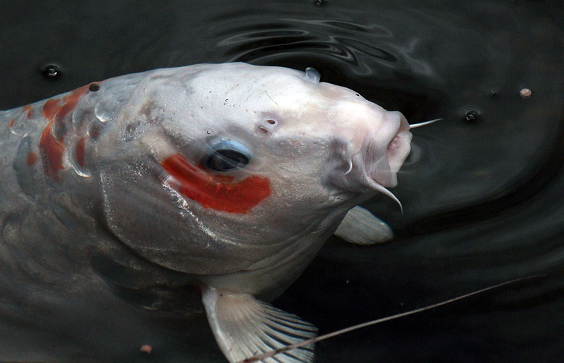 Skutskär