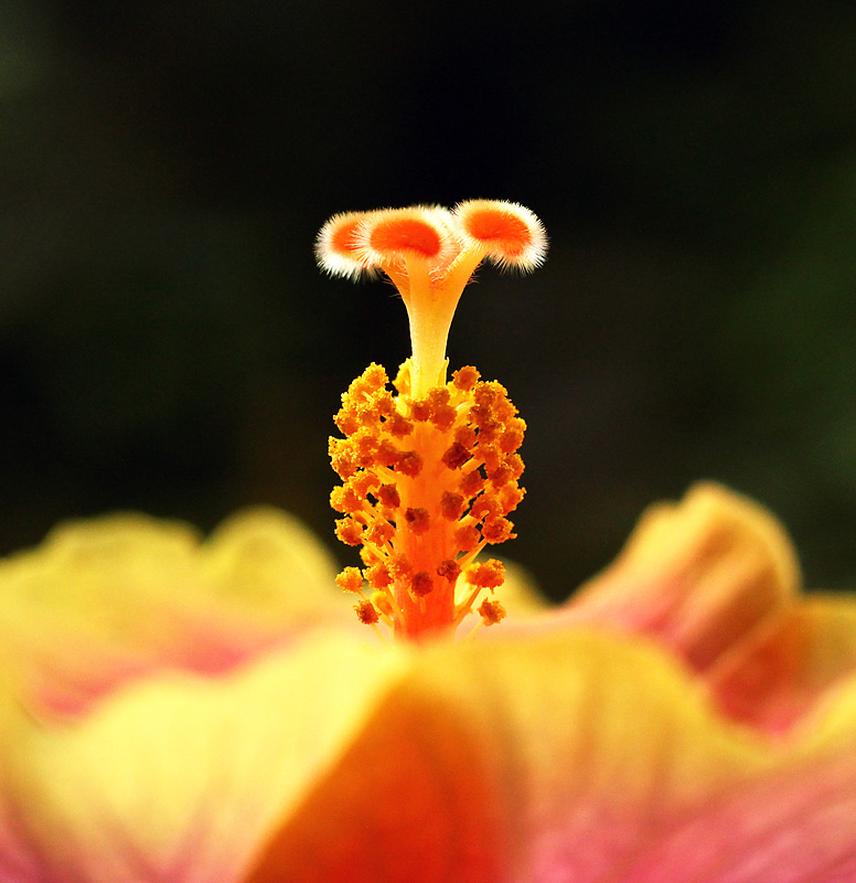 Hibiskus