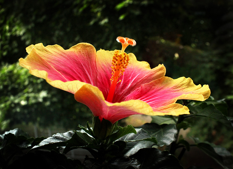 Hibiskus