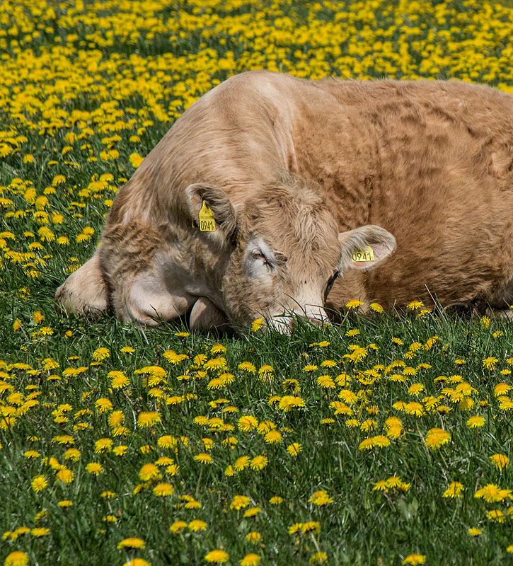 Bjäre