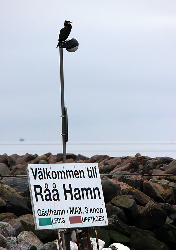 Råå